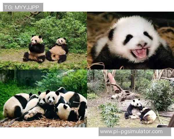 足球明星与大熊猫亲密合影展现动植物和谐共生的美丽瞬间